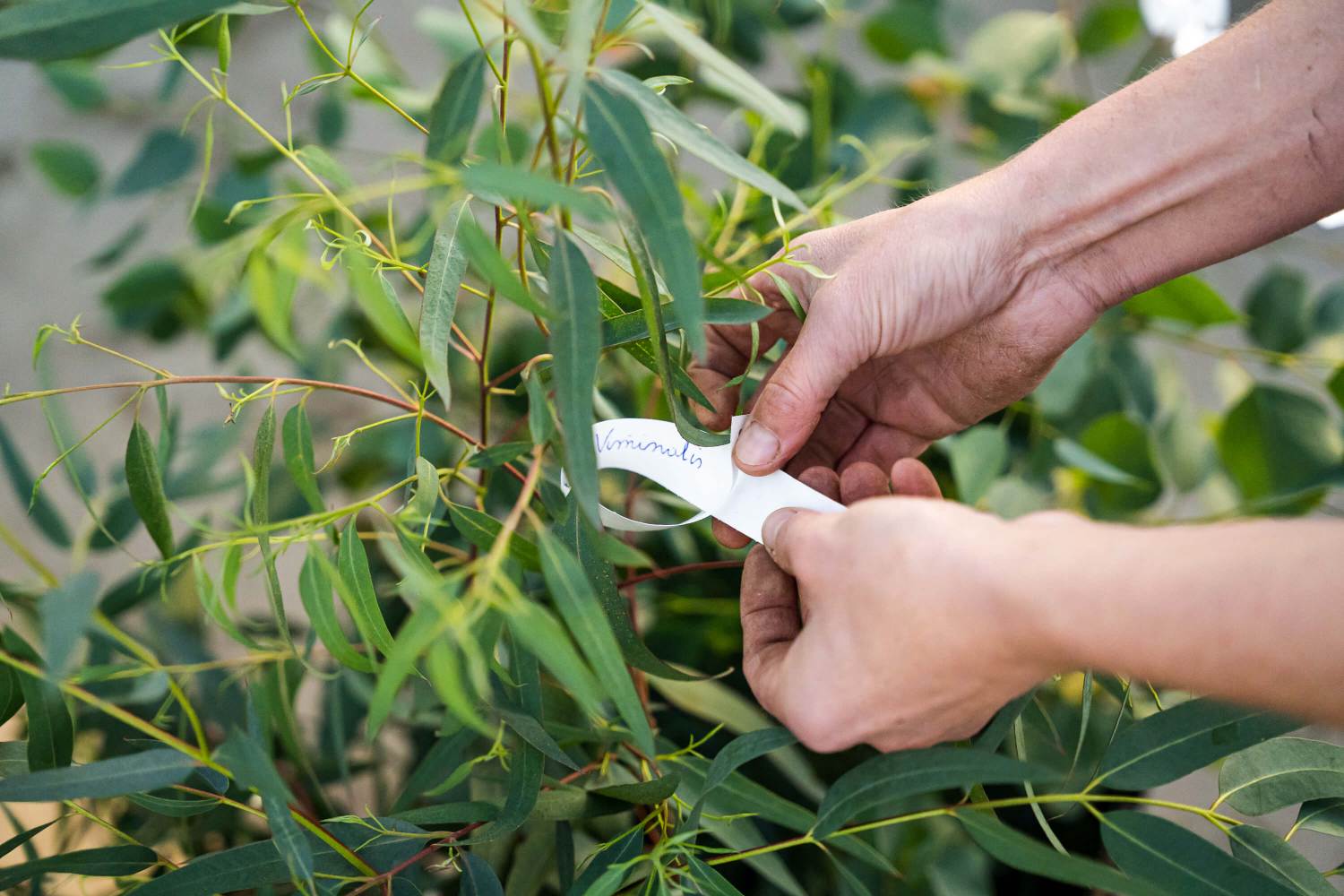 Westside Eucalyptusfarm